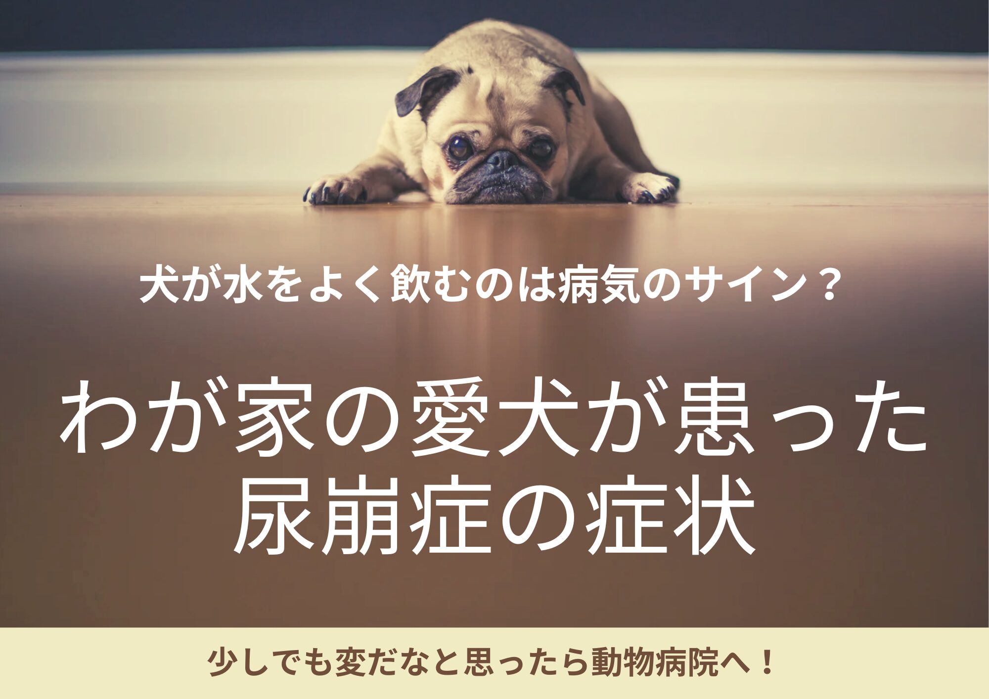 If-your-dog-drinks-a-lot-of-water-it's-a-sign-of-illness